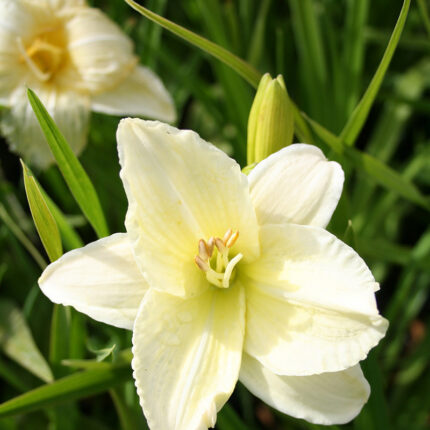 Hemerocallis Joan Senior