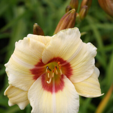 Hemerocallis Pandoras Box