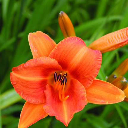 Hemerocallis Rocket City