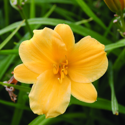 Hemerocallis Stella de Oro