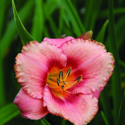 Hemerocallis Strawberry Candy