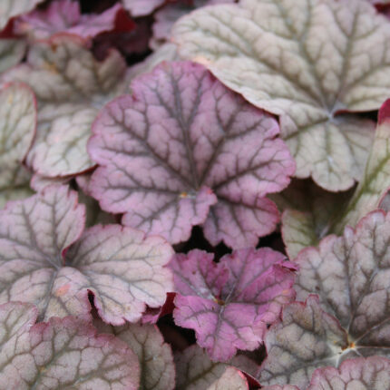 Heuchera Berry Smoothie