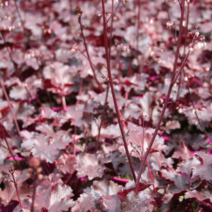 Heuchera Black Beauty