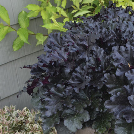 Heuchera Black Pearl