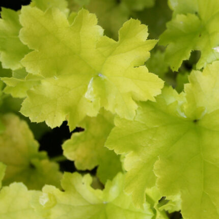 Heuchera Lime Marmalade