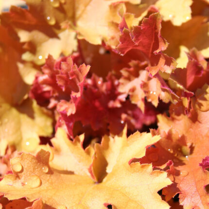 Heuchera Marmalade