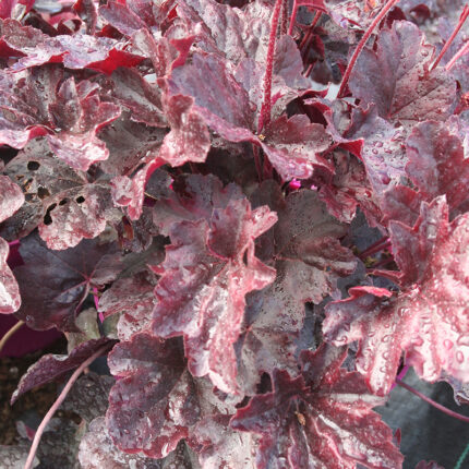 Heuchera Obsidian