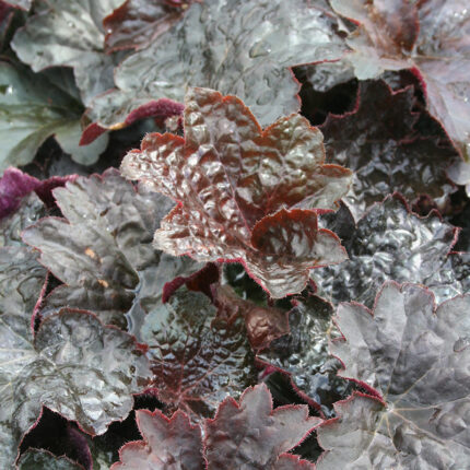 Heuchera m. Palace Purple