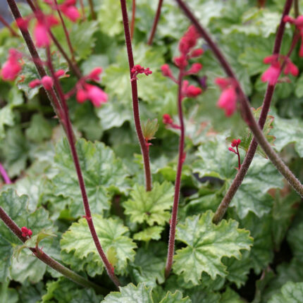 Heuchera Paris