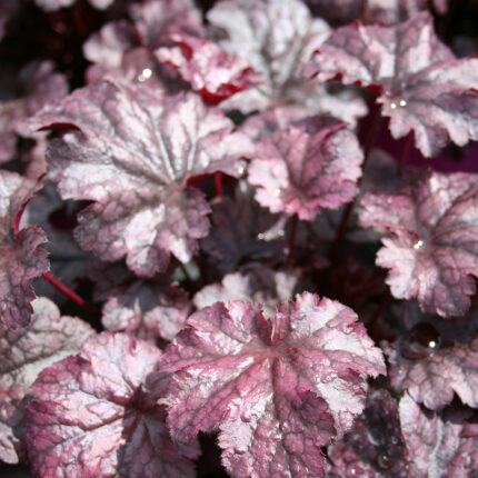 Heuchera Plum Pudding