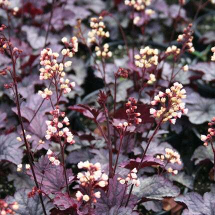 Heuchera Shanghai