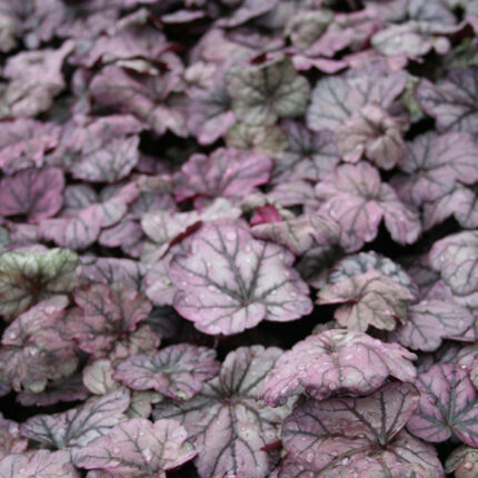 Heuchera Sugar Plum