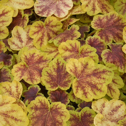 Heucherella Solar Eclipse