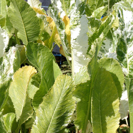 Horseradish