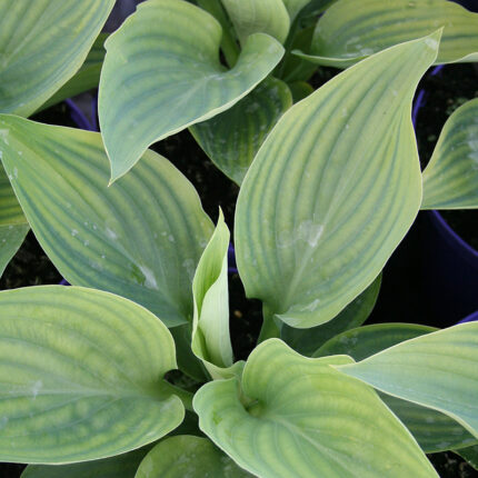 Hosta Empress Wu