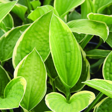 Hosta fortunei aureomarginata