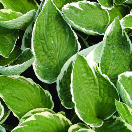 Hosta Francee