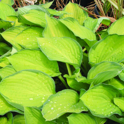Hosta Gold Standard