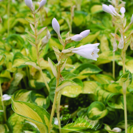 Hosta Great Expectations