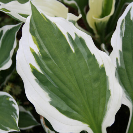 Hosta Minute Man