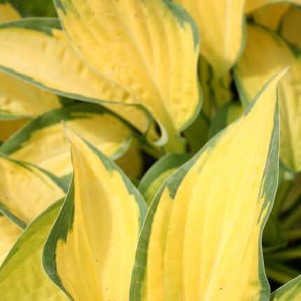 Hosta Orange Marmalade