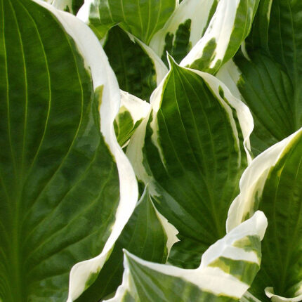 Hosta Patriot
