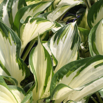 Hosta Reversed