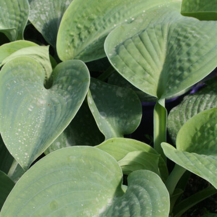 Hosta sieboldiana elegans