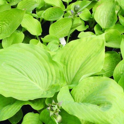 Hosta Sum and Substance