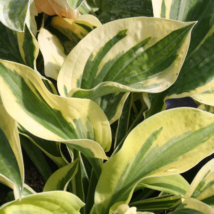 Hosta Wide Brim