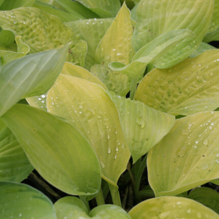Hosta Wogon