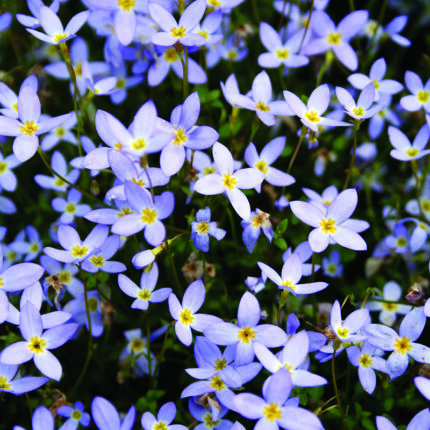 Houstonia coerulea