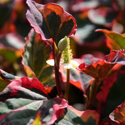 Houttuynia cordata Chameleon
