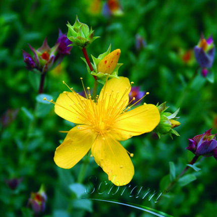 Hypericum poly. Grandiflorum