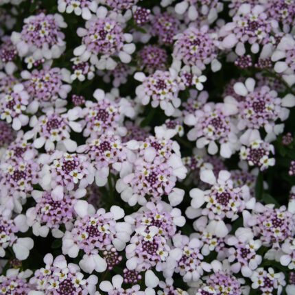 Iberis Pink Ice