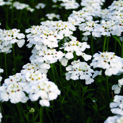 Iberis semp Snowflake
