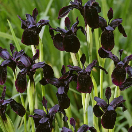 Iris chrys Black Form