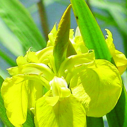Iris pseudacorus