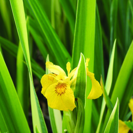 Iris pseudac Variegata