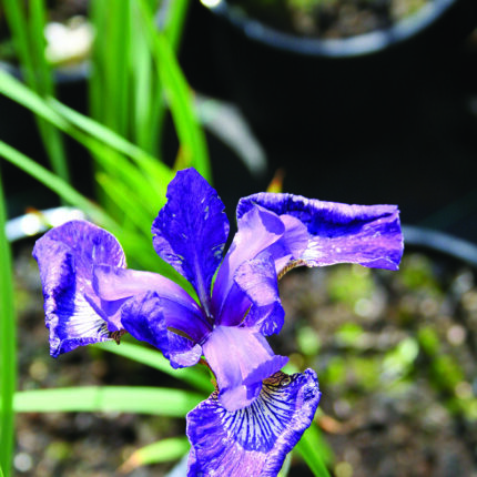 Iris sibirica Ego