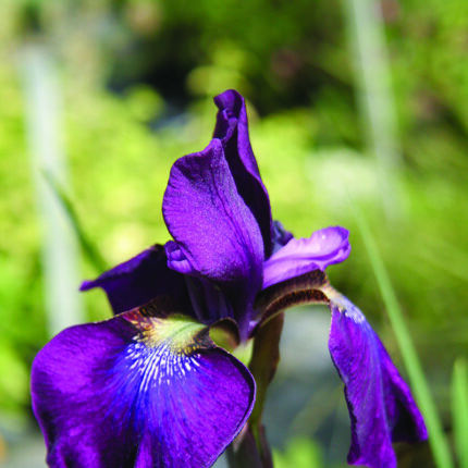 Iris Yedo Yoman