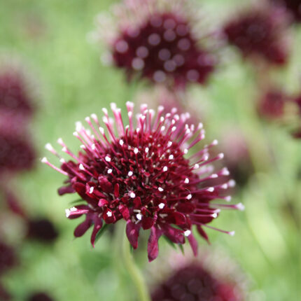 Knautia macedonica Mars Midget