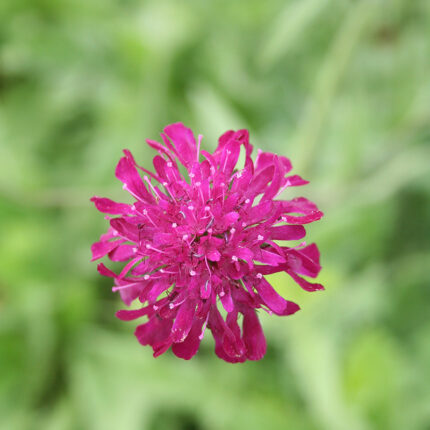 Knautia macedonica Red Knight