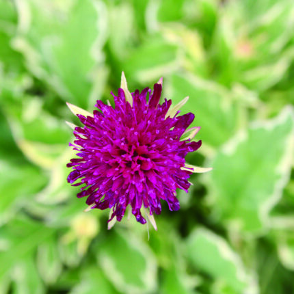 Knautia Thunder and Lightning