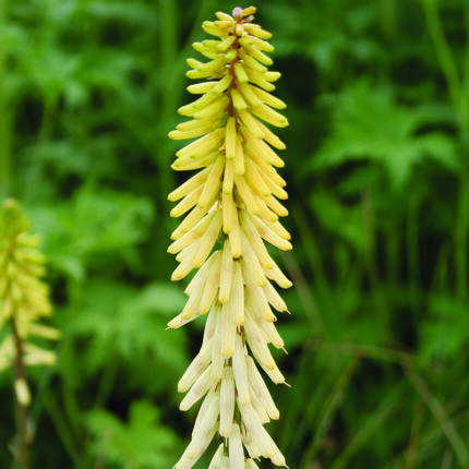 Kniphofia Little Maid