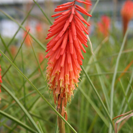 Kniphofia Nancy Red