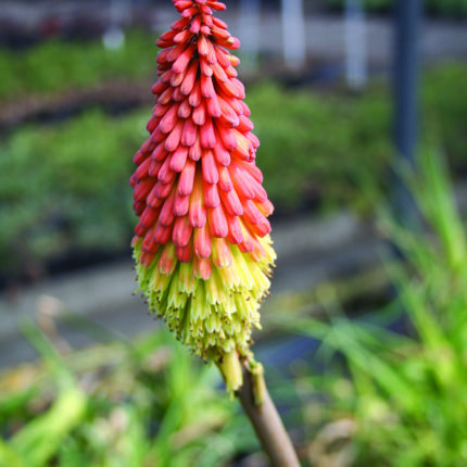 Kniphofia Royal Castle