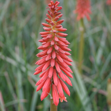 Kniphofia Wols Red Seedling