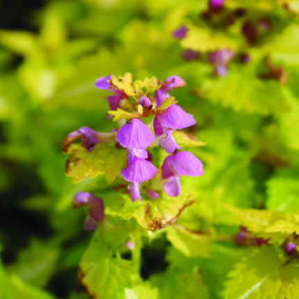 Lamium mac Gold Nuggets