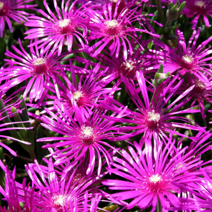 Lampranthus red